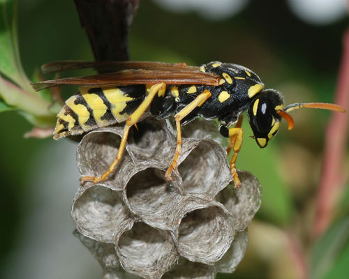 European Paper Wasp